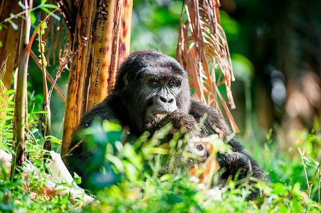 Safari : Safaris d'exception de la Tanzanie au Rwanda Voyage Safaris d'exception de la Tanzanie au Rwanda