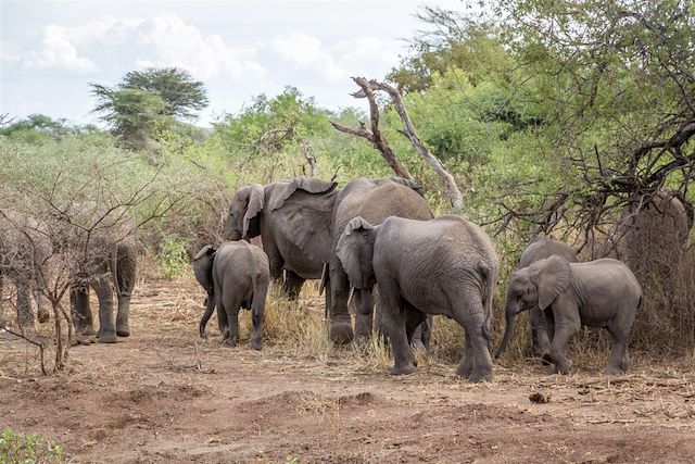 Voyage : Savane, lodges et plages en Tanzanie Voyage Savane, lodges et plages en Tanzanie