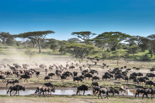 Voyage Au cœur de la grande migration du Serengeti