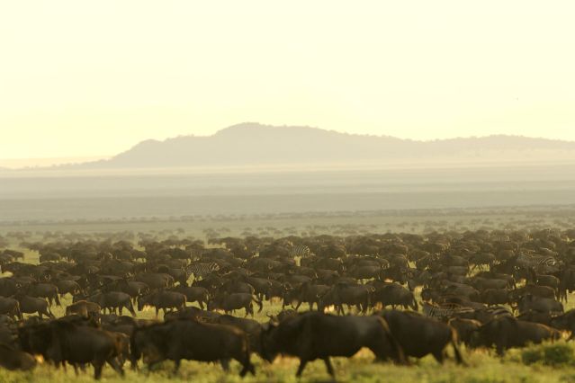 Safari Tanzanie