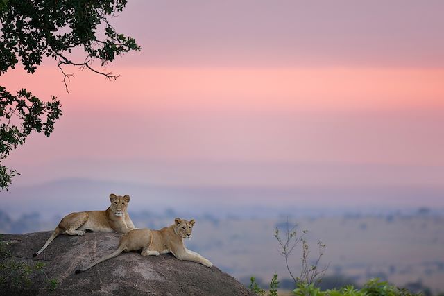 Voyage Sur les traces de Simba le lion