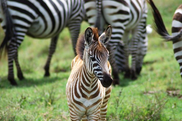 Safari en véhicule : Safari magique et évasion à Zanzibar Voyage Safari magique et évasion à Zanzibar