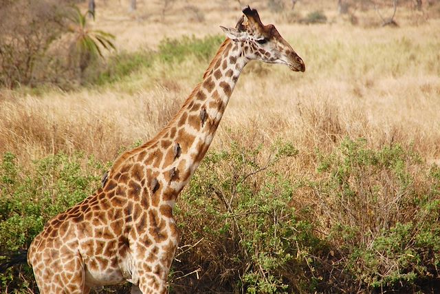 Voyage Du parc du Serengeti au lac Natron 
