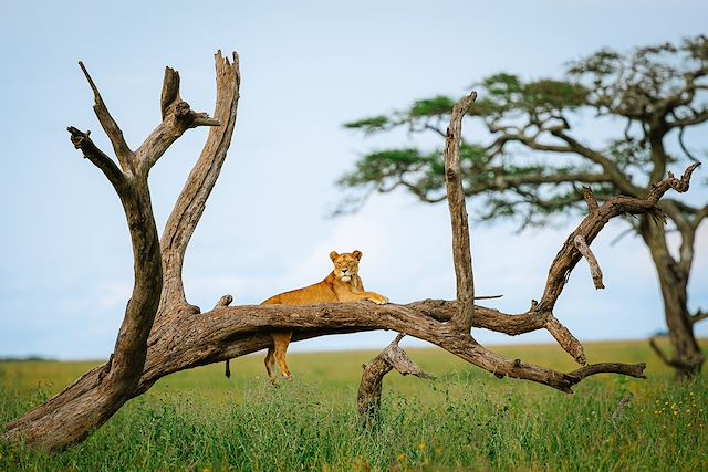 Voyage L'appel de la savane