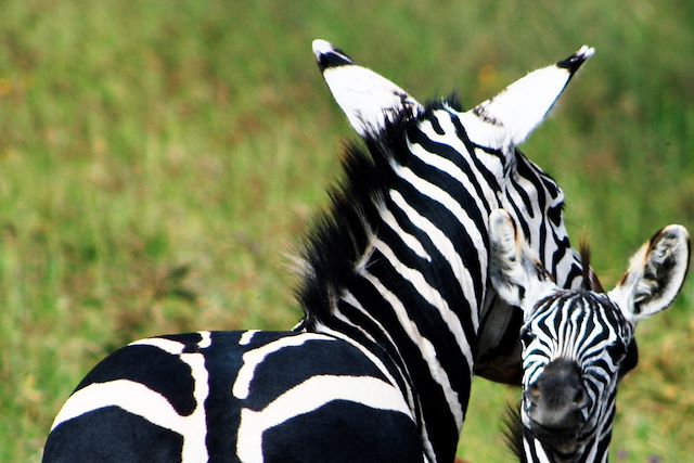 Voyage Du pays massaï au Serengeti, au rythme du bush