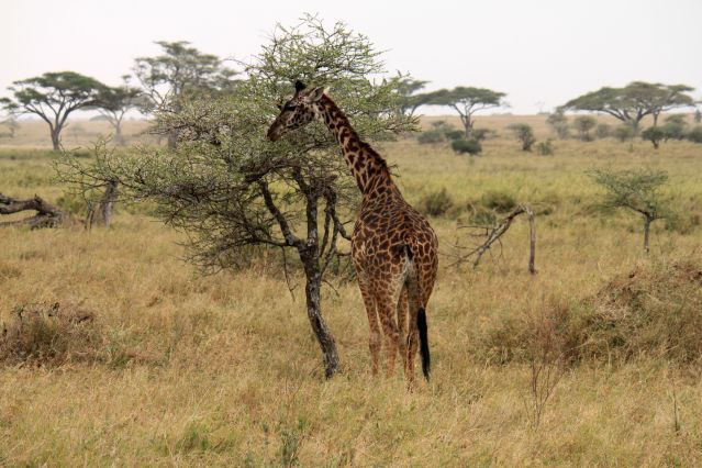 Voyage Randonnées volcans, safari Serengeti et Ngorongoro 2
