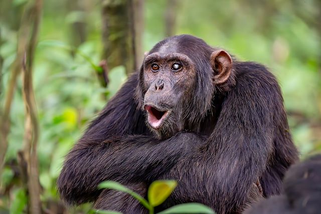 Voyage Le meilleur de l'Ouganda