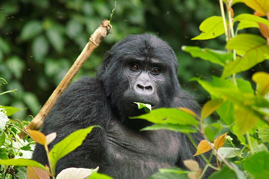 Voyage Ouganda