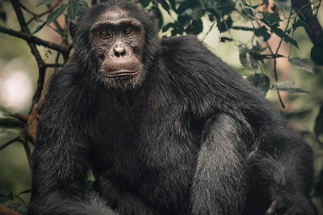 Voyage Le meilleur de l'Ouganda