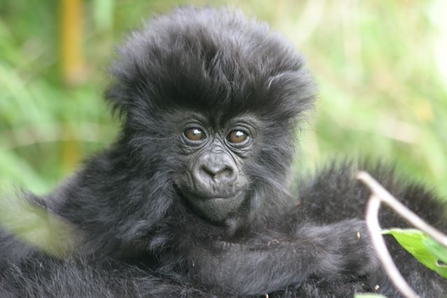 Voyage : Forêts impénétrables et safaris Voyage Forêts impénétrables et safaris