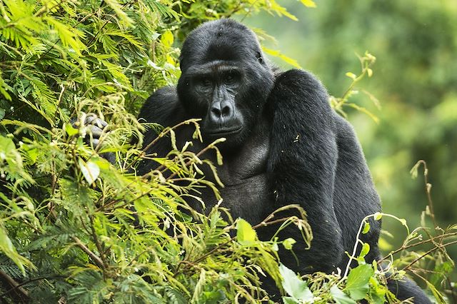 Voyage : Forêts impénétrables et safaris Voyage Forêts impénétrables et safaris