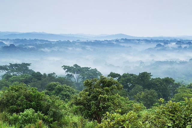 Voyage : Forêts impénétrables et safaris Voyage Forêts impénétrables et safaris