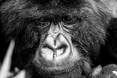 De l'Ouganda au Rwanda, spécial primatologie