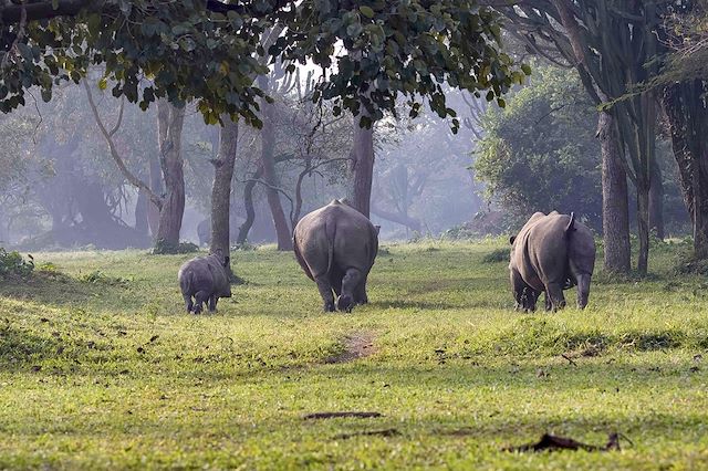 Voyage L'Ouganda : un trésor à explorer !
