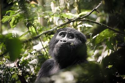 Voyages sur mesure Ouganda