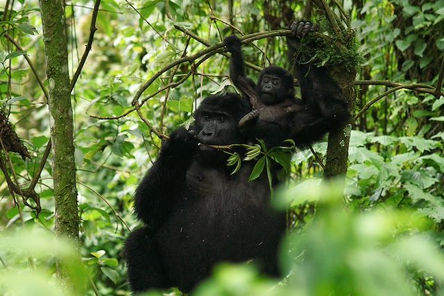 Voyage L’Ouganda, un condensé d’émotions