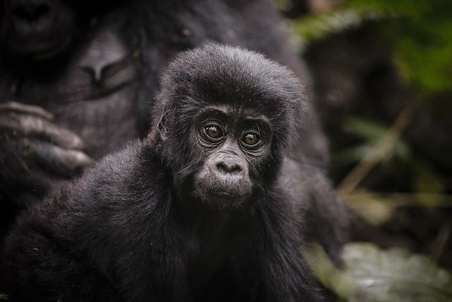 Voyage De la Perle de l’Afrique à l'Océan Indien
