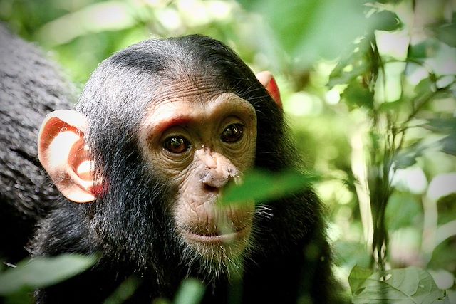 Voyage De la Perle de l’Afrique aux plages turquoise
