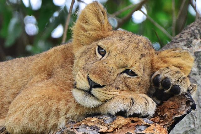 Voyage De la Perle de l’Afrique aux plages turquoise