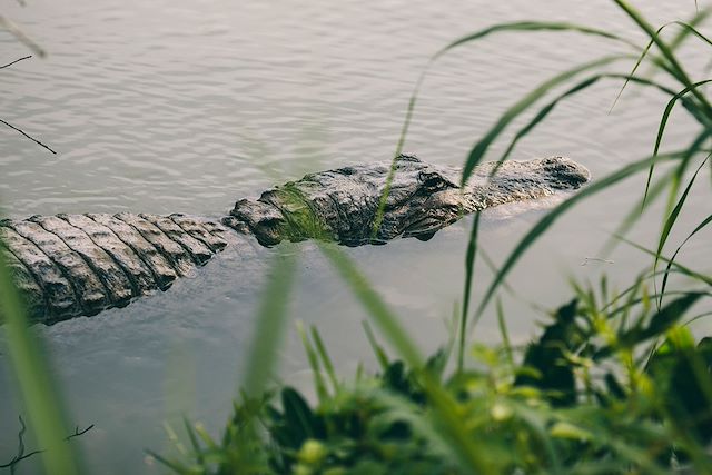 Voyage : La Floride et les Everglades Voyage La Floride et les Everglades