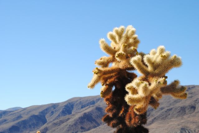 À la conquête de l’Ouest: cactus, déserts et océan