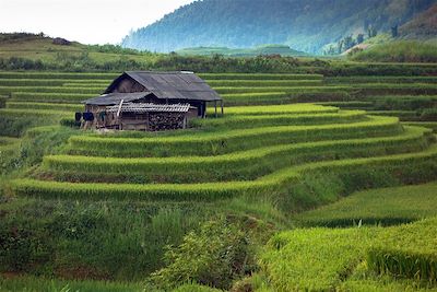 Voyage  Sud, Saigon et Delta du Mékong