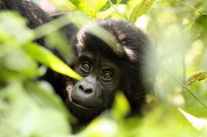 Ouganda - Rwanda, spécial primates