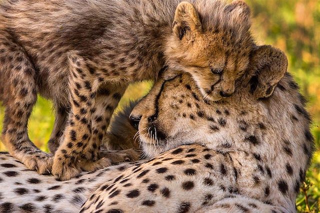Voyage Randonnées au Cederberg et safaris au Parc Kruger