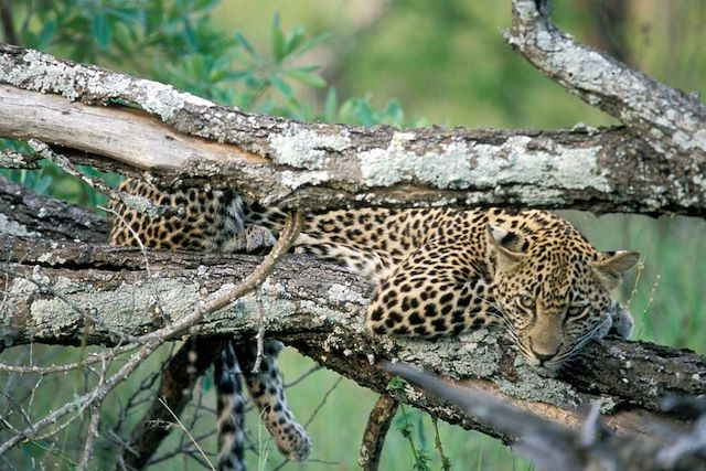 Voyage Traversée du Kruger et plages du Mozambique