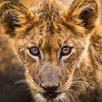 Safari