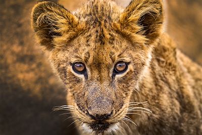 Safari Afrique du Sud