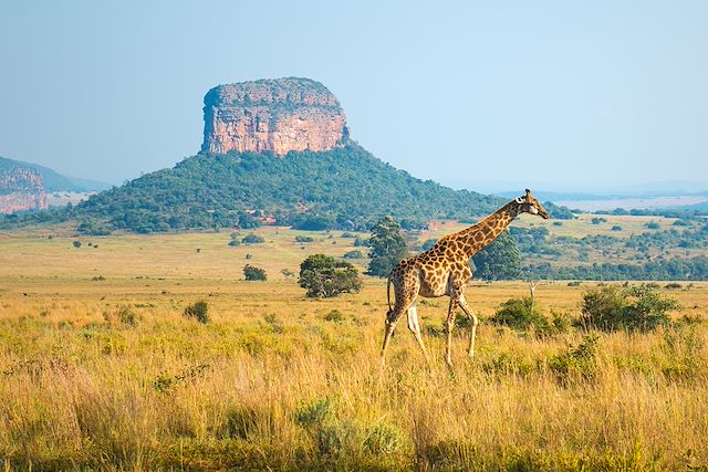 Voyage Du Cap au Kruger