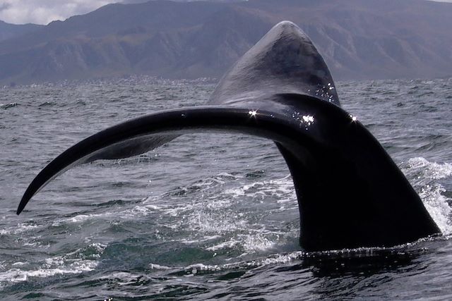 Voyage : Lions et baleines : les deux mon capitaine ! Voyage Lions et baleines : les deux mon capitaine !