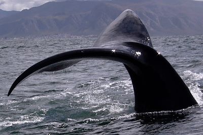 Voyage Bord de mer et îles Afrique du Sud