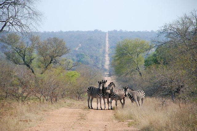Safari : Aventure et road trip au Kruger Voyage Aventure et road trip au Kruger
