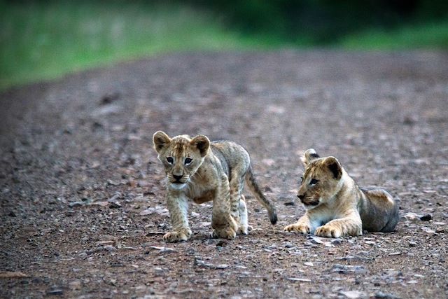 Baleine : Lions et baleines : les deux mon capitaine ! Voyage Lions et baleines : les deux mon capitaine !