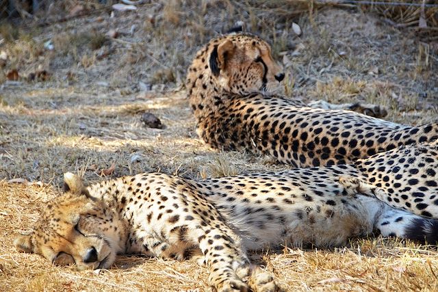 Baleine : Lions et baleines : les deux mon capitaine ! Voyage Lions et baleines : les deux mon capitaine !