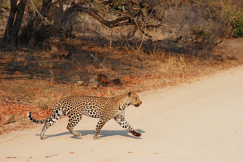 Découverte Afrique du Sud