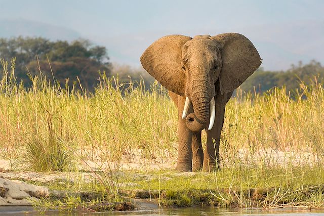Observation animalière : La Zambie, une nature indomptée Voyage La Zambie, une nature indomptée
