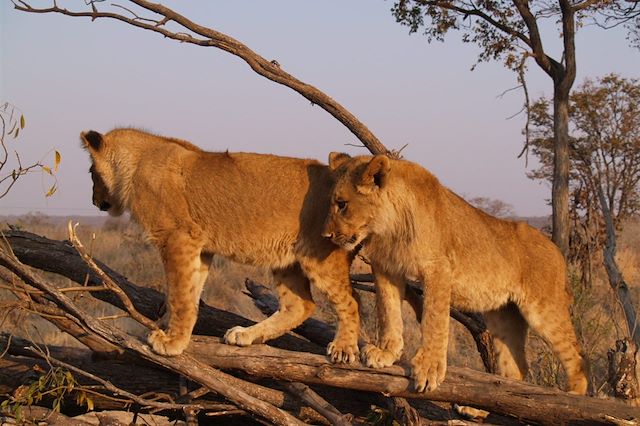 Voyage Safaris au cœur de Hwange et Chutes Victoria