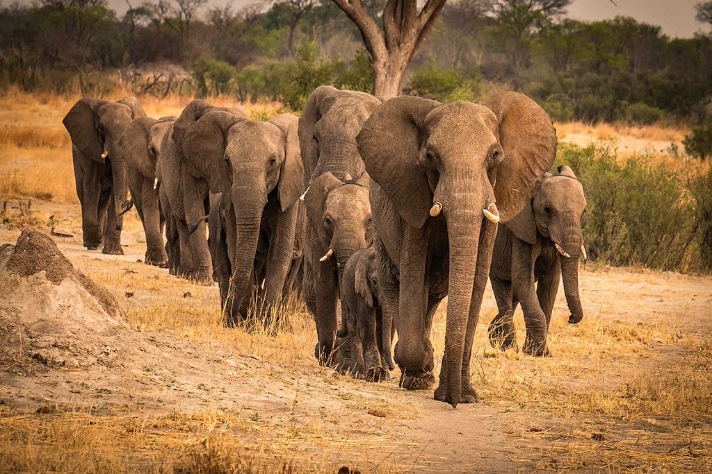 Safari à pied Zimbabwe