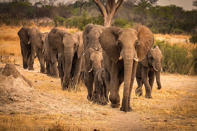 Voyage Safaris au cœur de Hwange et Chutes Victoria