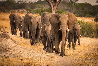 Voyage Zimbabwe