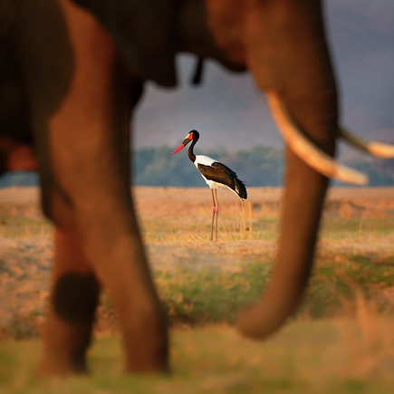 Voyage Zimbabwe