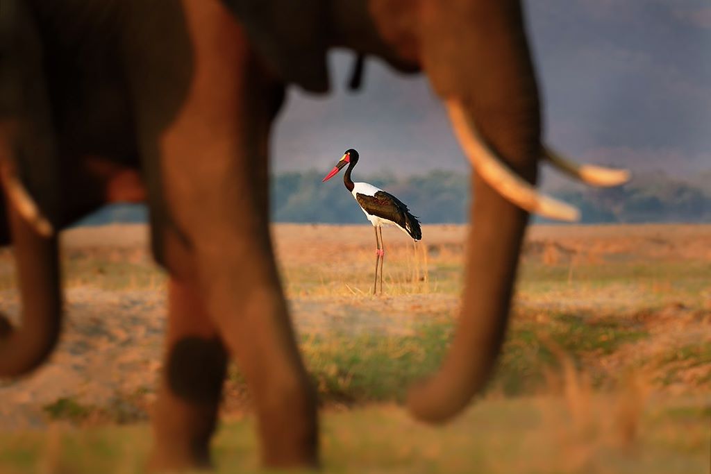 Voyage Zimbabwe