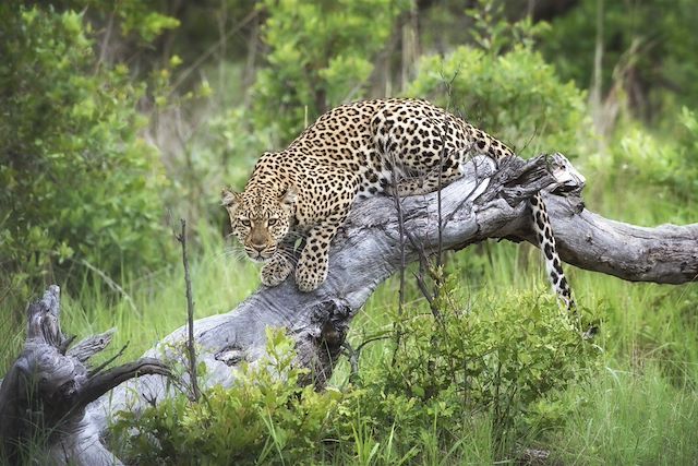 Voyage Safari en famille au Botswana et au Zimbabwe