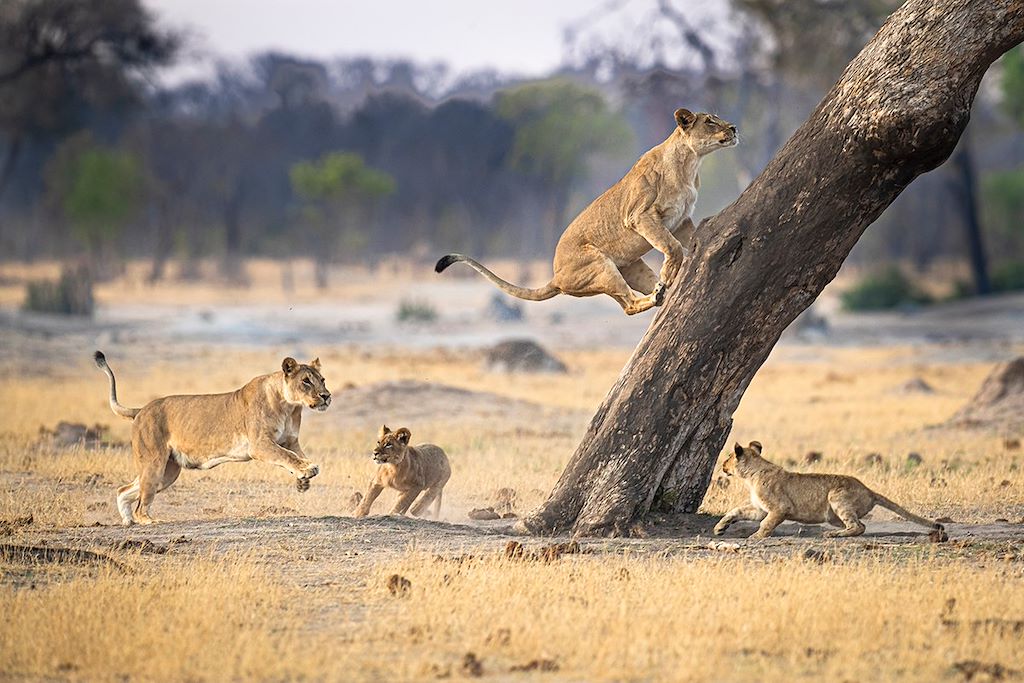 Safari Zimbabwe