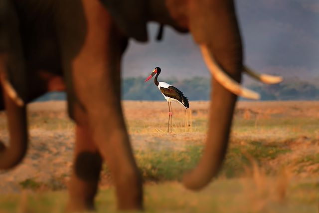 Safari en véhicule : Au fil du Zambèze, safari en canoë, Mana Pools Voyage Au fil du Zambèze, safari en canoë, Mana Pools