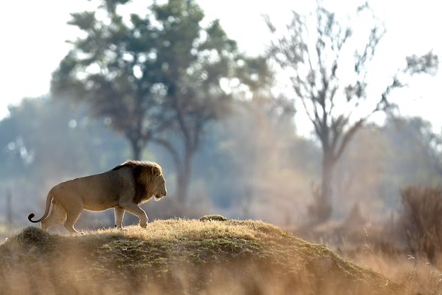 Safari en véhicule : Au fil du Zambèze, safari en canoë, Mana Pools Voyage Au fil du Zambèze, safari en canoë, Mana Pools