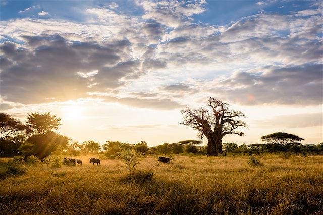 Safari à pied Zimbabwe